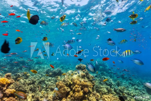 Bild på Coral reef and tropical fish in Red Sea